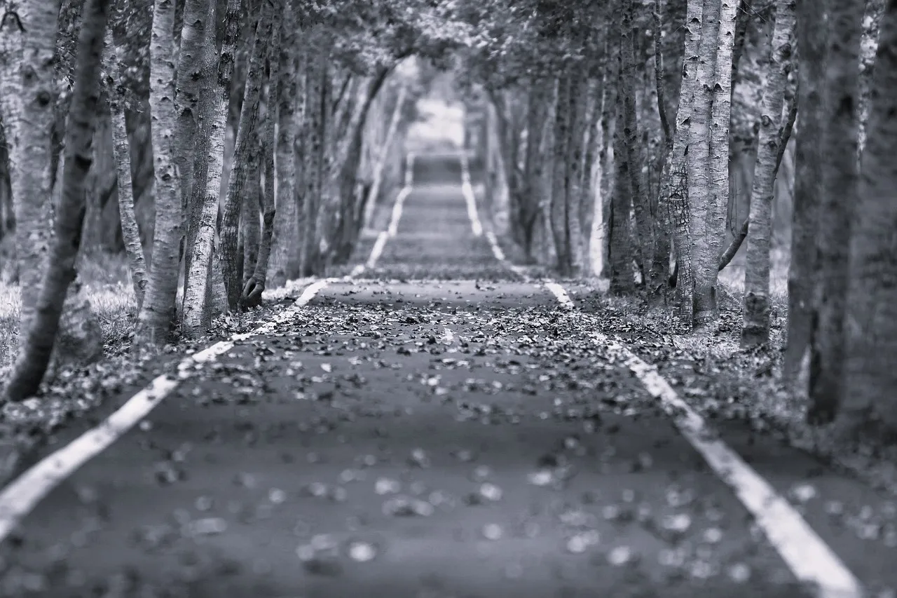 Allee mit Bäumen und einer Strasse, die geradeaus in die Ferne führt